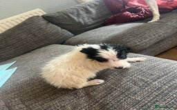 Border Collie dogs for sale: Border collie pups  - Image 4