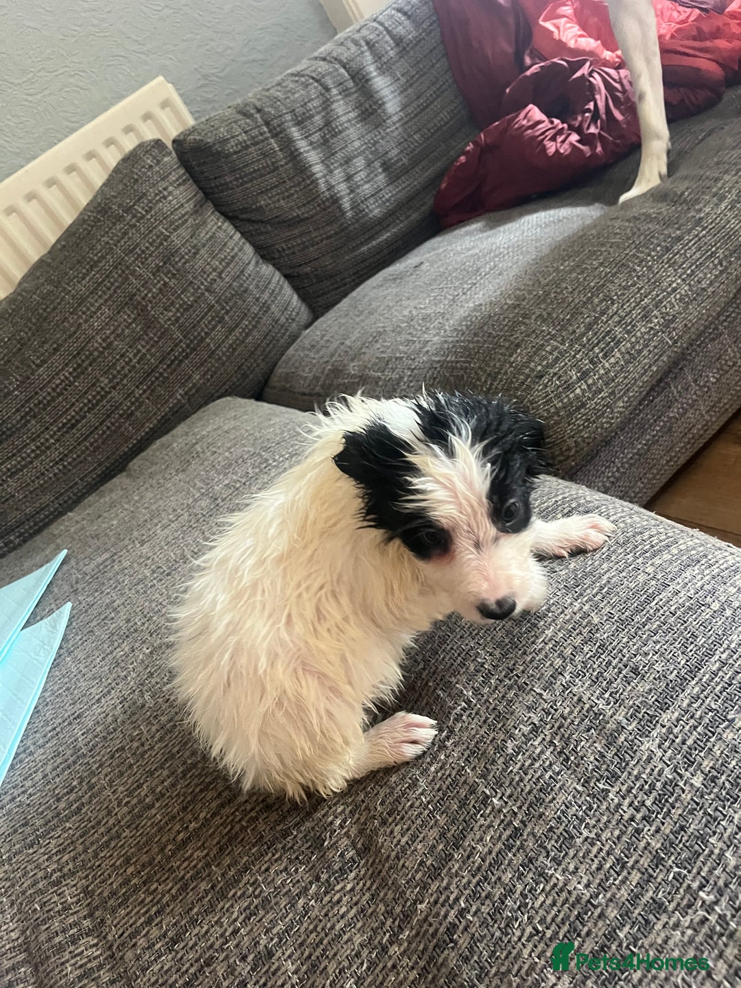 Border Collie dogs for sale: Border collie pups  - Image 4