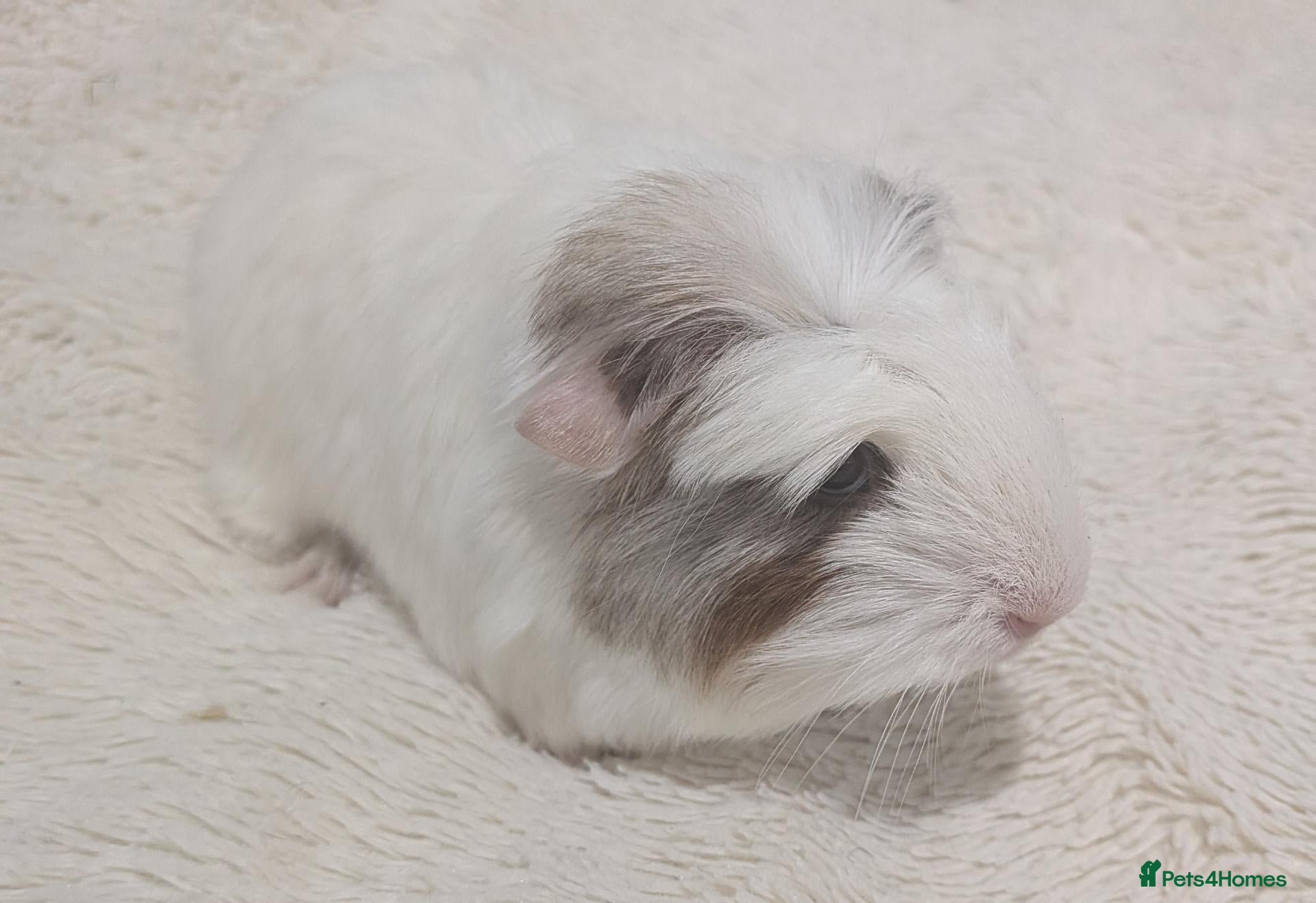 Guinea Pig rodents Male Baby Guinea pigs for sale  - Advert 1