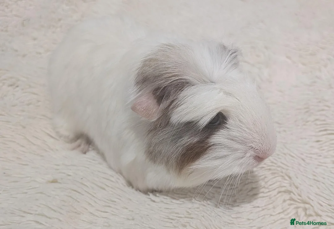 Guinea Pig rodents for sale: Male Baby Guinea pigs for sale  - Advert 1