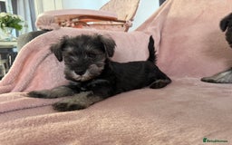 Miniature Schnauzer dogs for sale: Miniature  Schnauzer puppies for sale  - Image 27