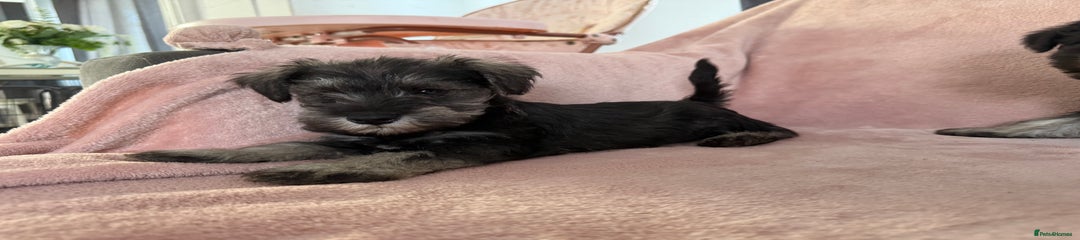 Miniature Schnauzer Puppy 6