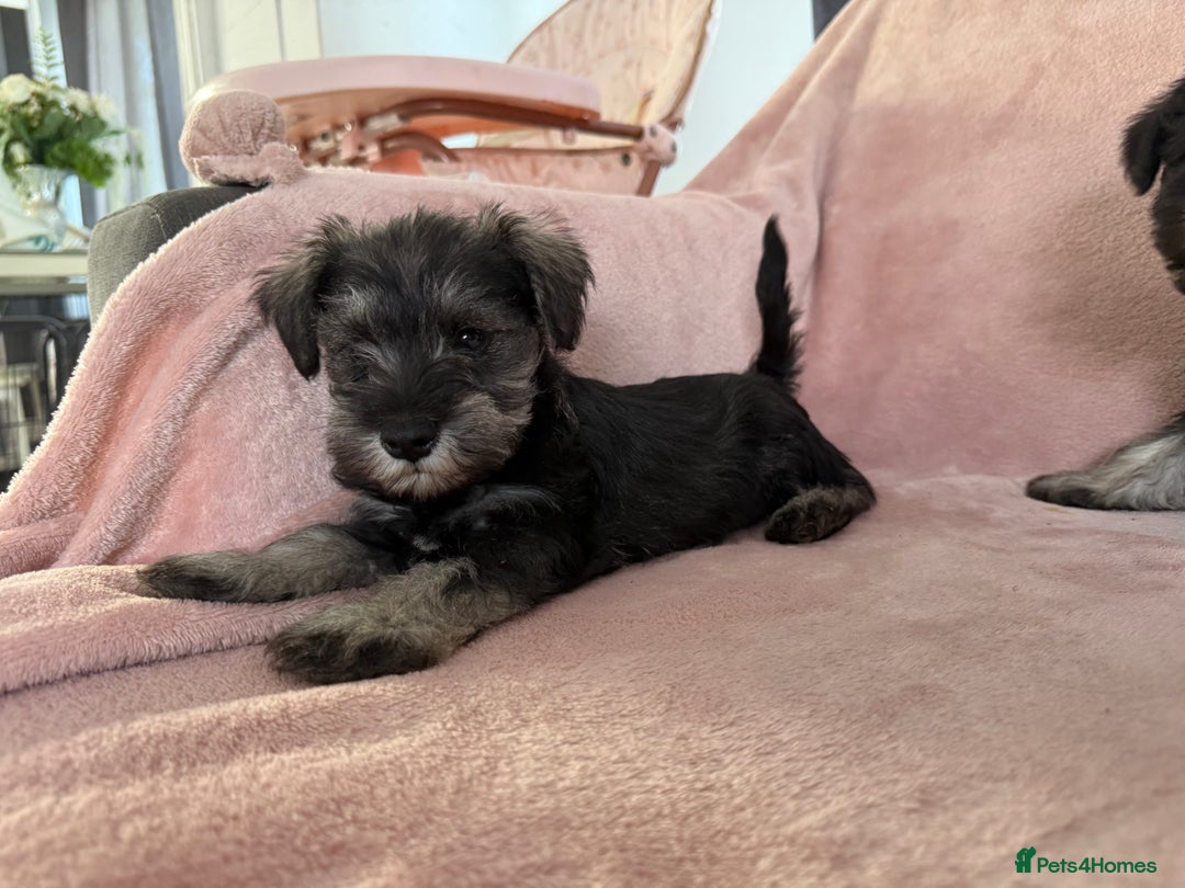 Miniature Schnauzer dogs for sale: Miniature  Schnauzer puppies for sale  - Image 27