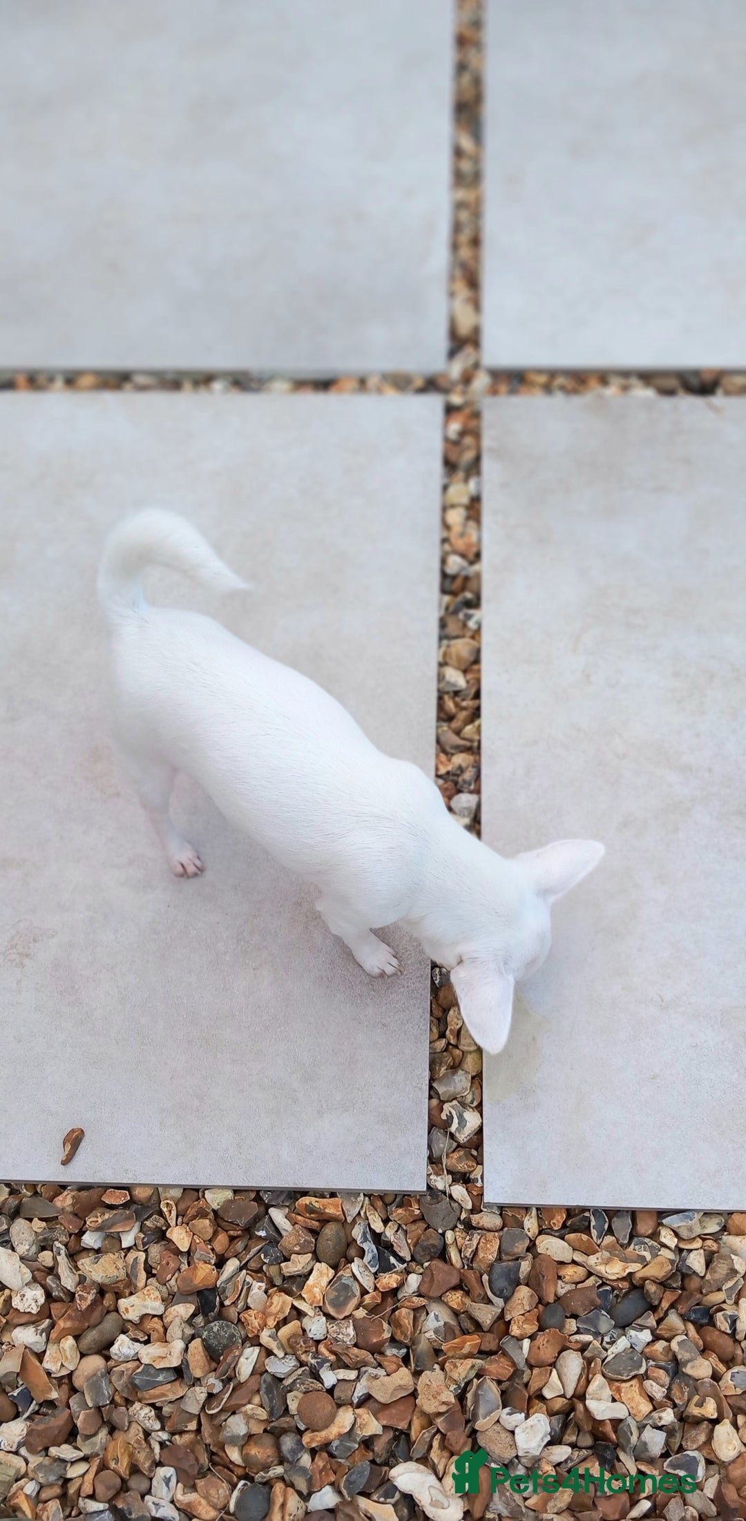 Chihuahua dogs for sale: Smooth coated white girl   - Image 4