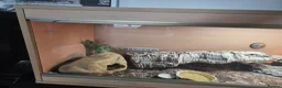 Leopard Gecko reptiles for sale: 2 albino leopard geckos and full enclosure  - Advert 5