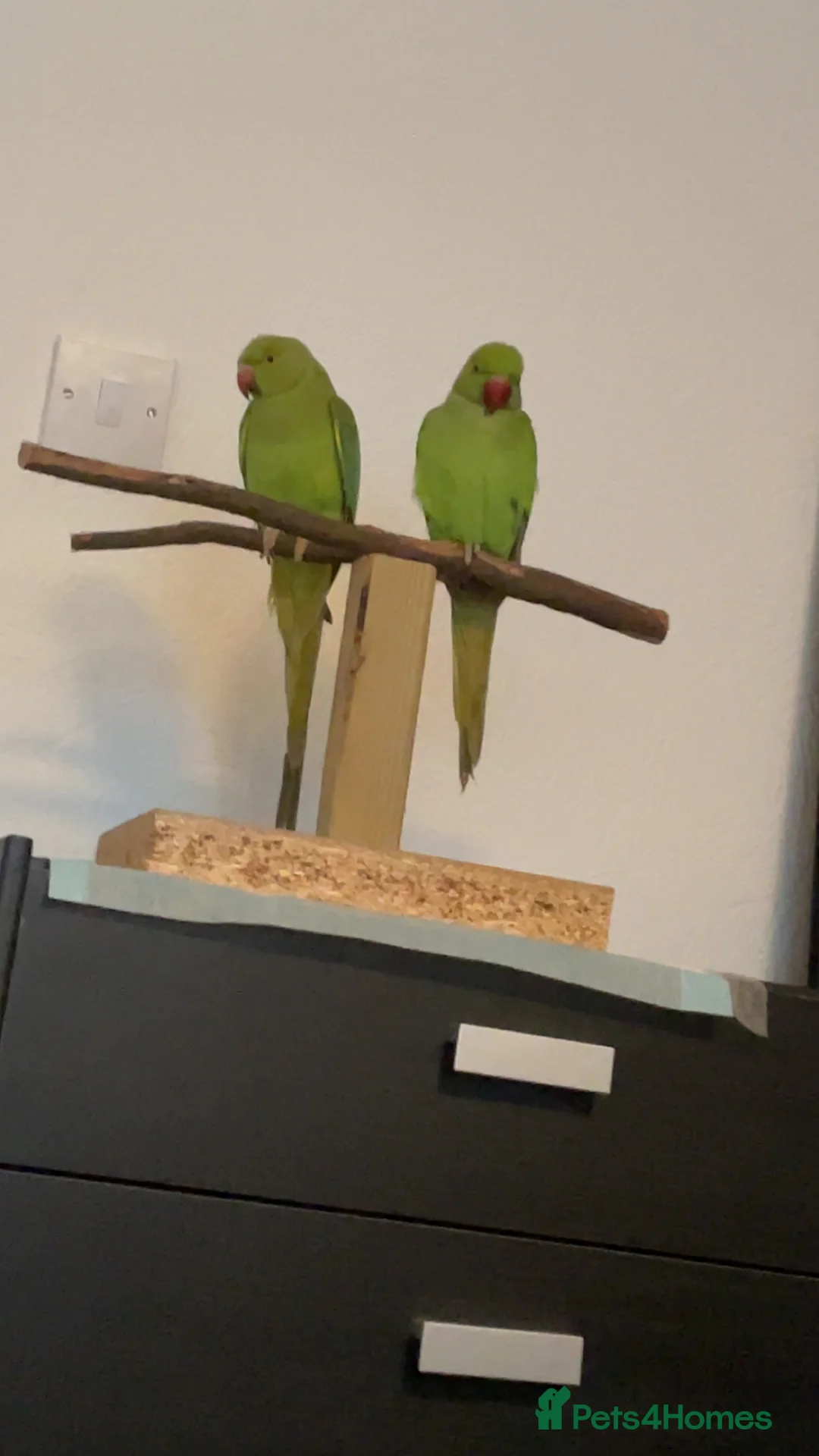 Ringnecks birds for sale: 2 Indian ringnecks in Wolverhampton - Advert 2