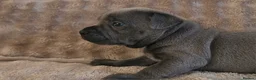 Staffordshire Bull Terrier dogs for sale: KC Reg Staffy Puppies - Bullscaff Sire Bill in Boston - Advert 5
