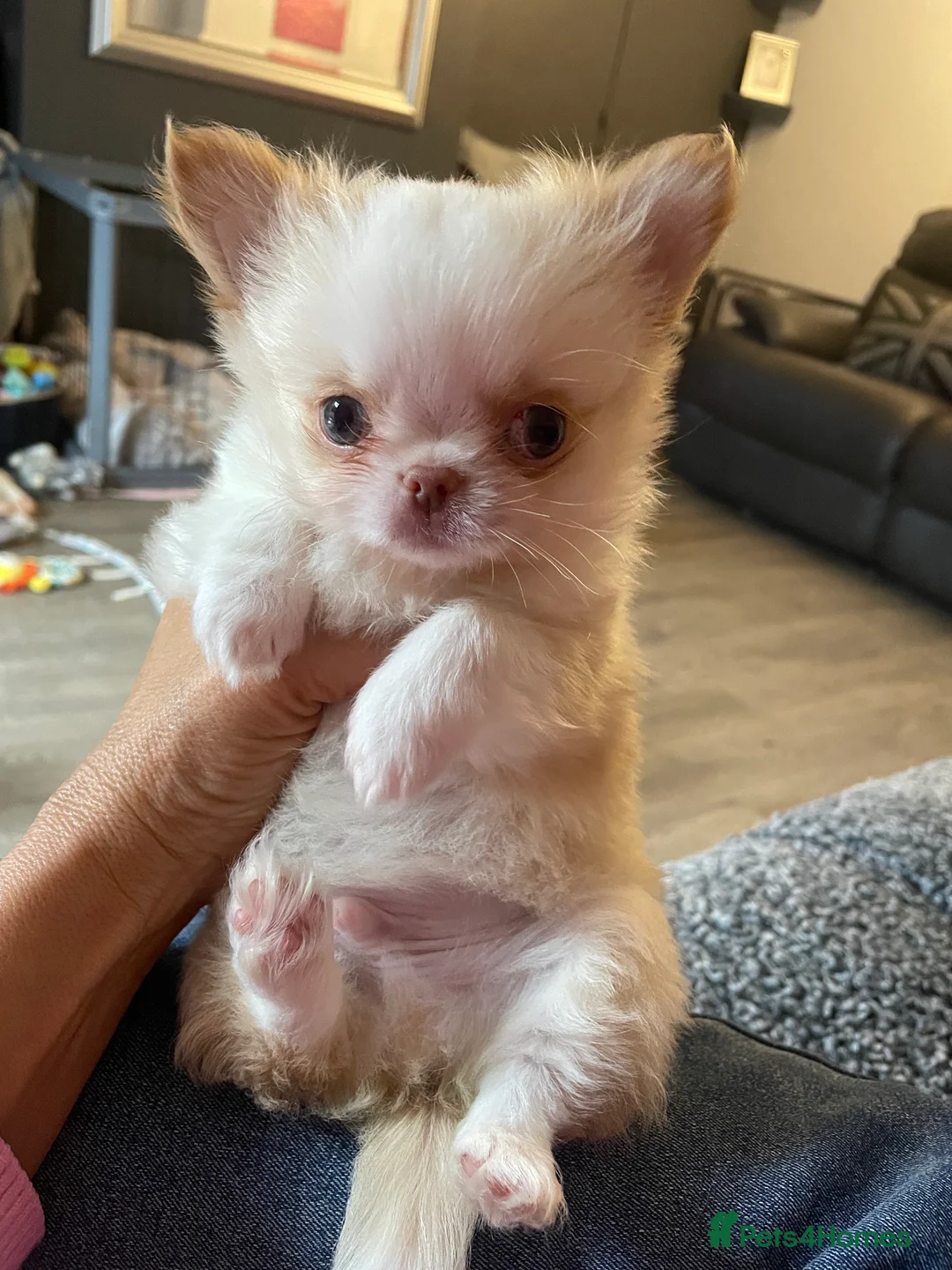 Chihuahua dogs for sale: Gorgeous  little  Longcoat Boy Kc 🌟🌟🌟🌟🌟 - Advert 2