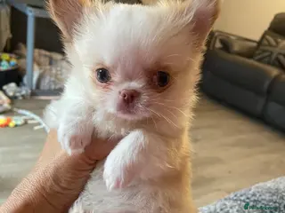 Chihuahua dogs Gorgeous little Longcoat Boy Kc 🌟🌟🌟🌟🌟 - Advert 3