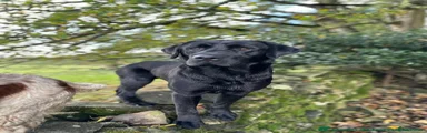 Labrador Retriever 1