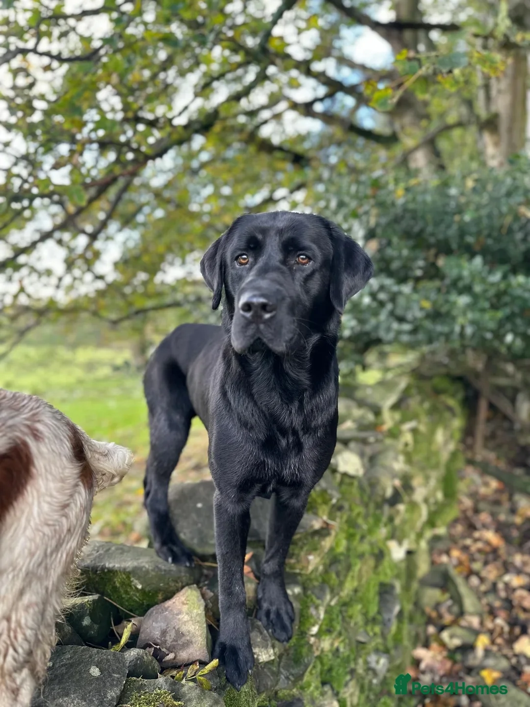 Labrador Retriever dogs for sale: NOW BEEN REHOMED !! Lab to rehome - Advert 2