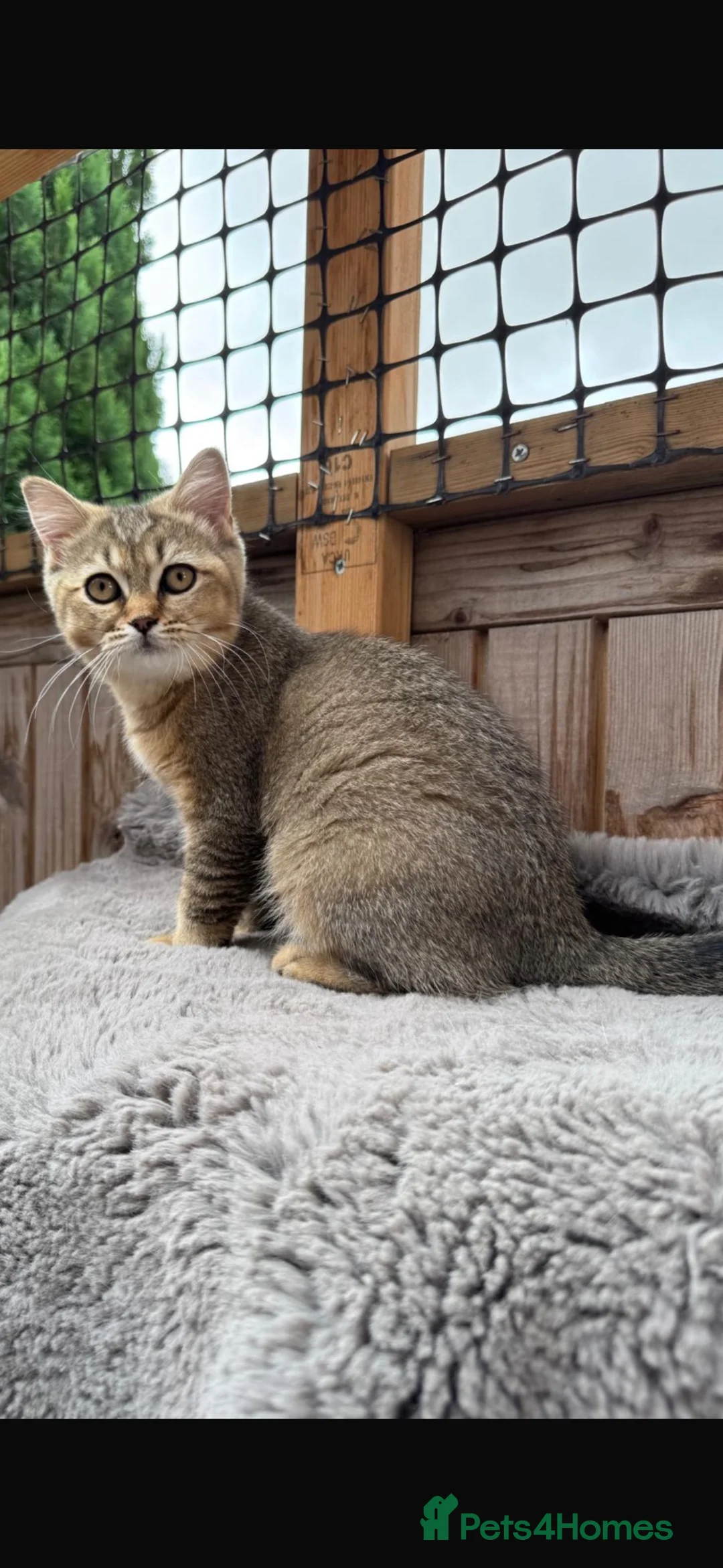 British Shorthair cats for sale: Ready to go!!! - Advert 39