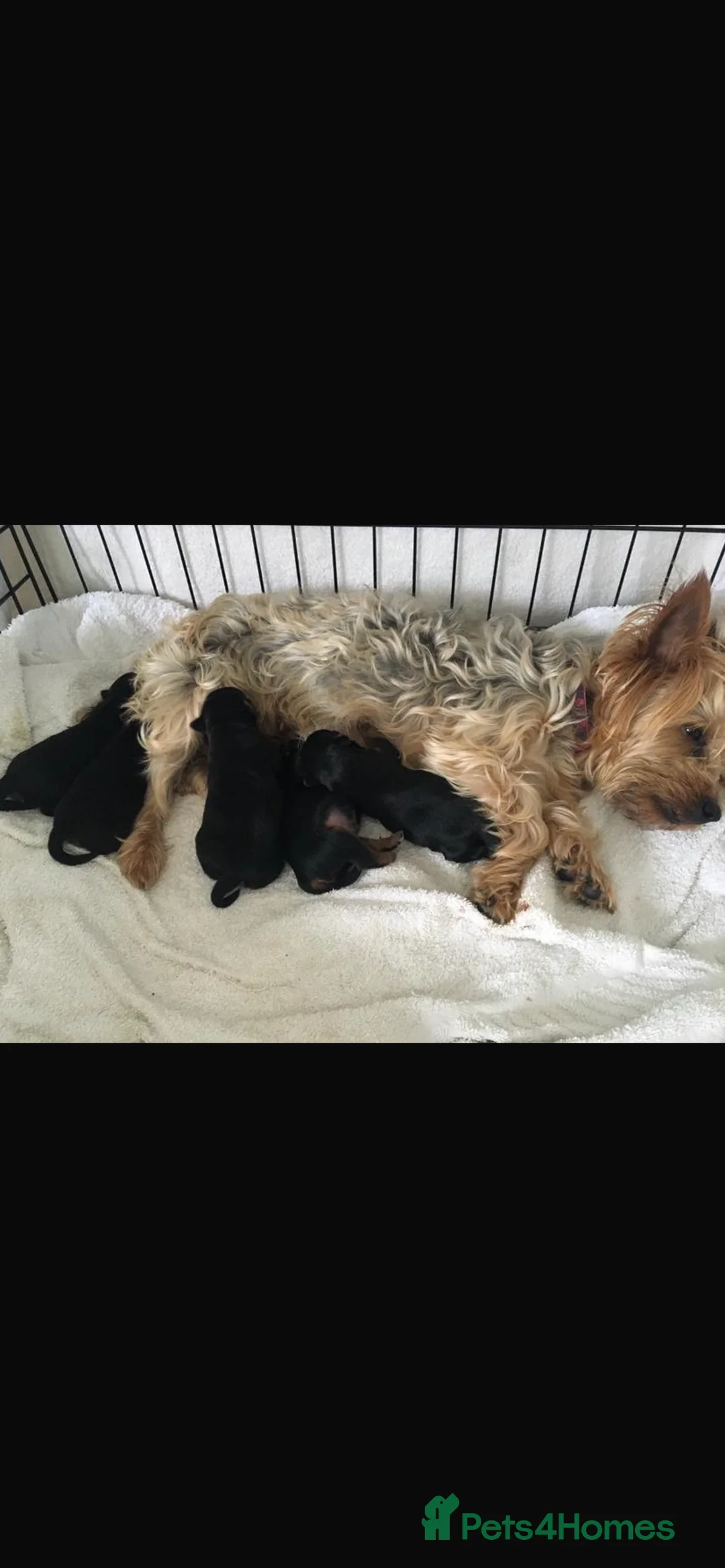 Yorkshire Terrier dogs for sale: Yorkshire terroir puppies  - Advert 11