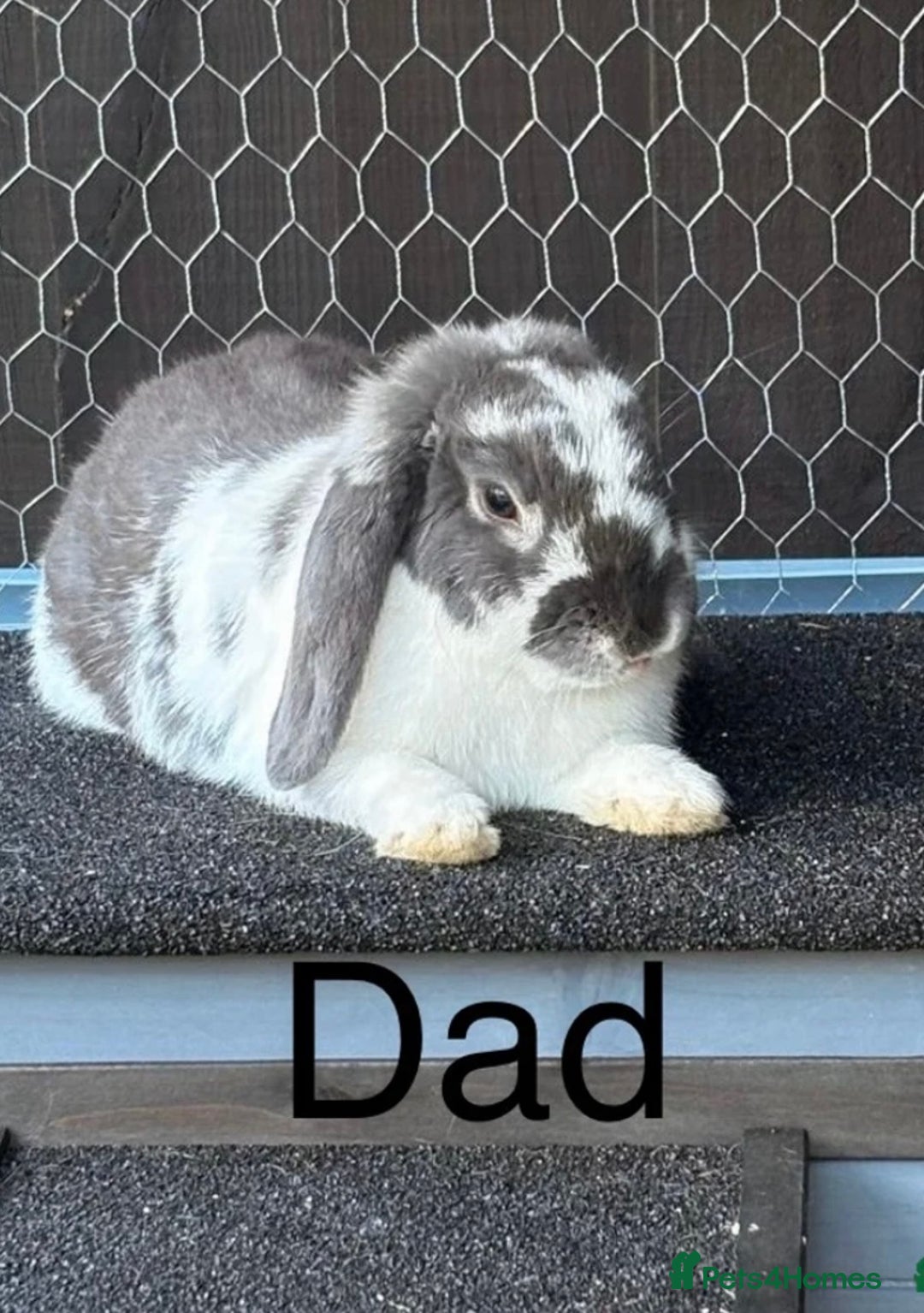 Mini Lop rabbits for sale: *READY NOW* Beautiful Lop eared Rabbits - Image 4