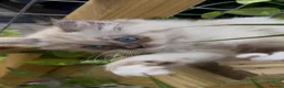 Ragdoll cats for sale: Ragdoll Cherubim Mink Kittens TICA - Advert 23