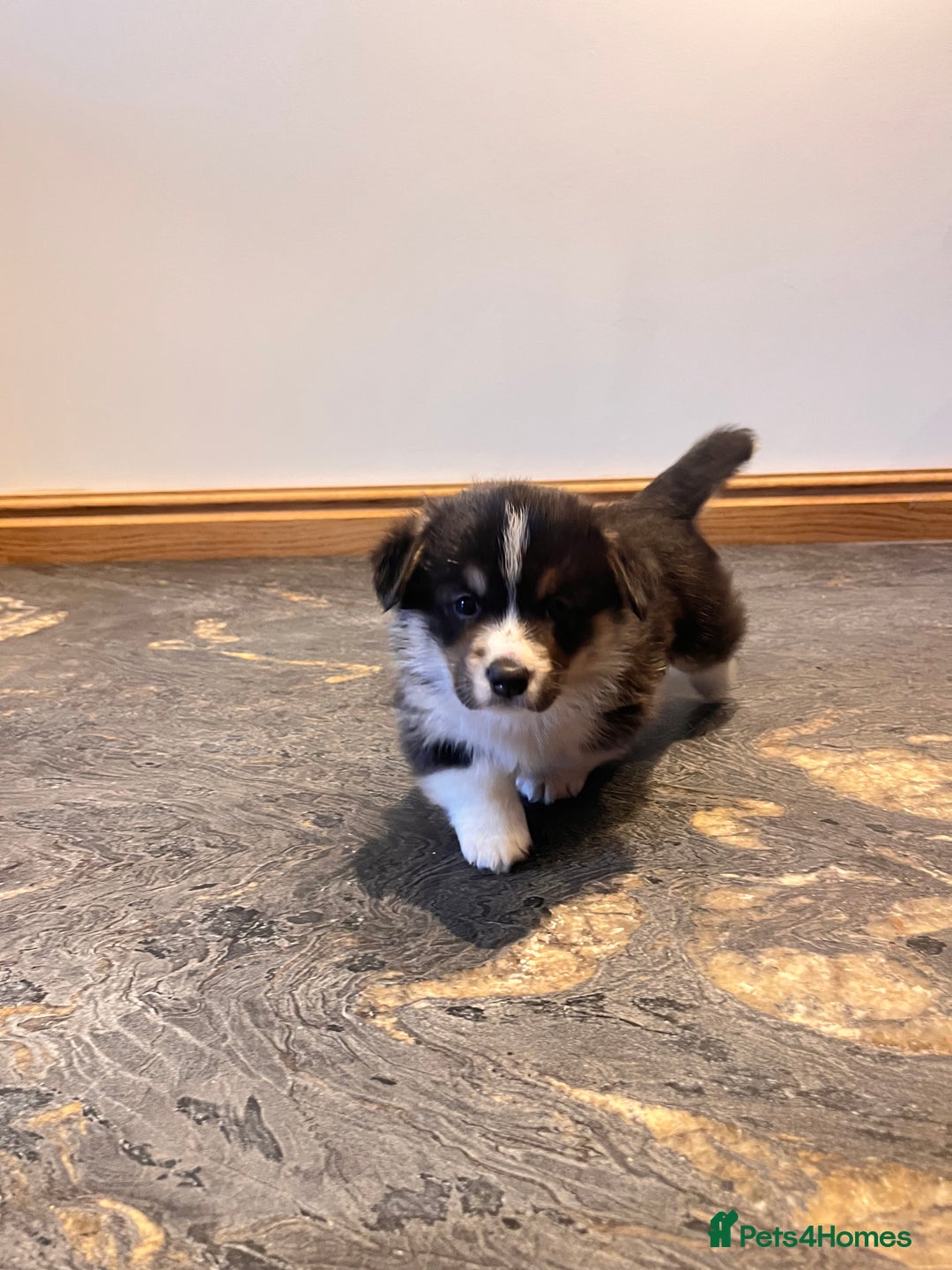 Welsh Corgi Pembroke dogs for sale: KC Pembroke Welsh Corgis (Gorgeous Tri Colour) - Advert 10