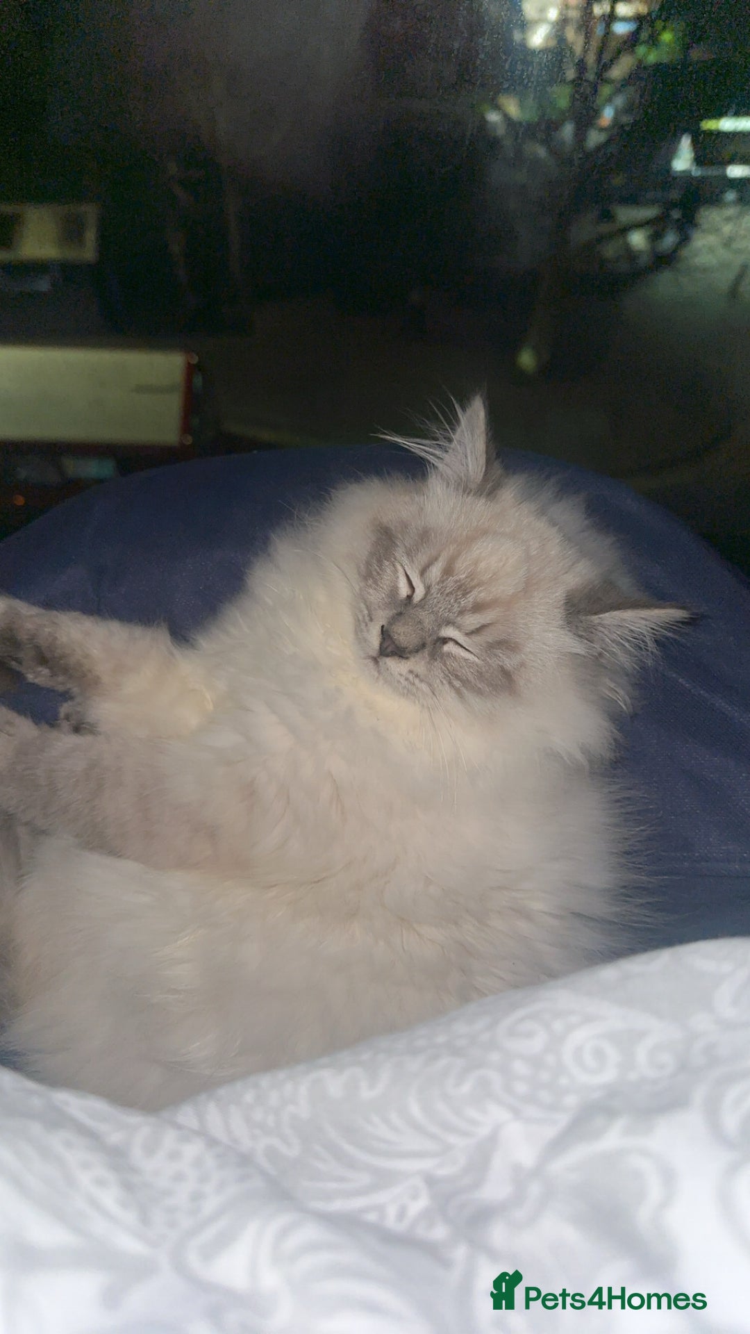 Neva Masquerade cats for sale: Siberian Neva masquerade  - Advert 4