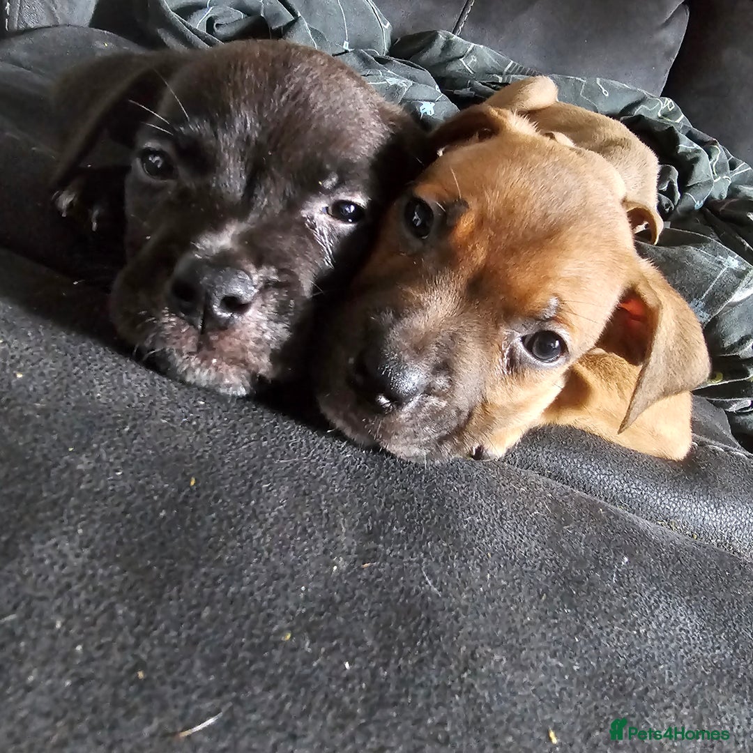Mixed Breed dogs for sale: Accidental litter - Image 7
