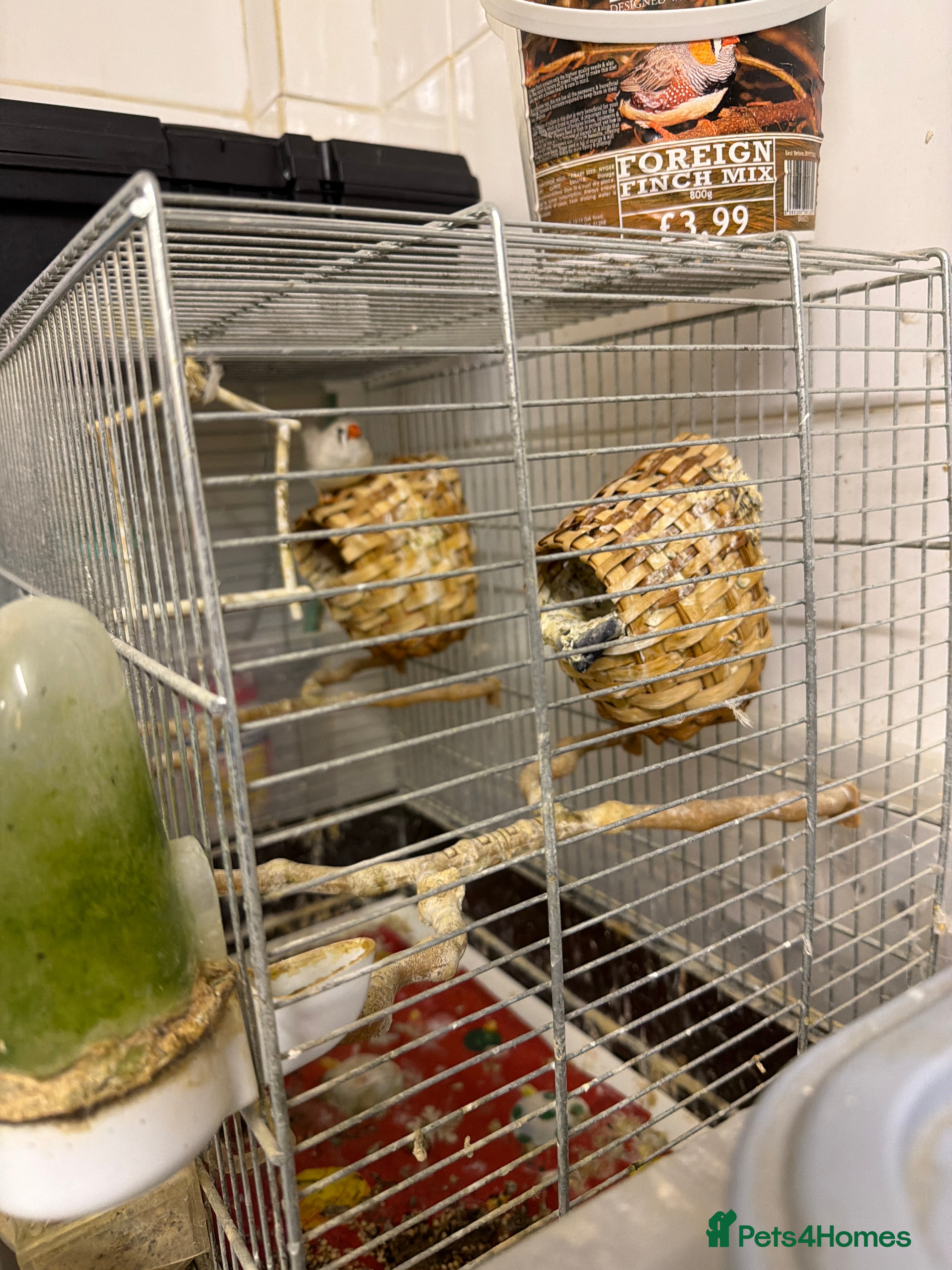 Finches birds Finches female  in Tilbury - Advert 1