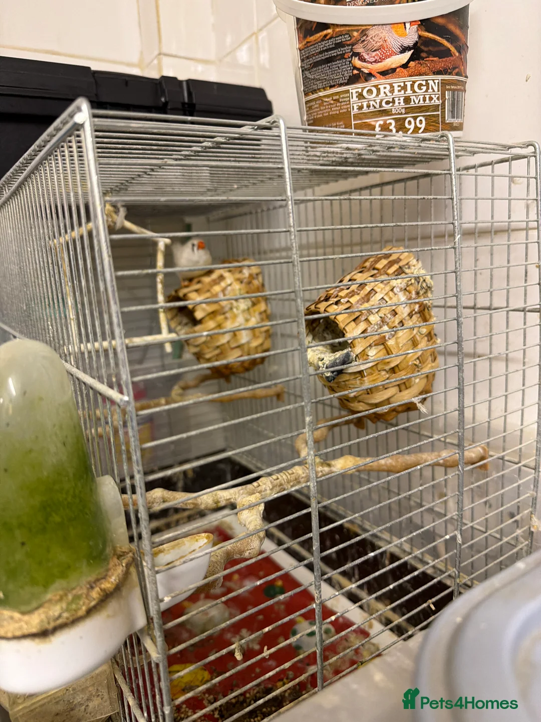 Finches birds for sale: Finches female  in Tilbury - Advert 1