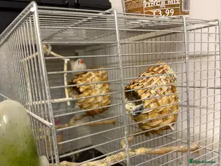 Finches birds Finches female in Tilbury - Advert 1