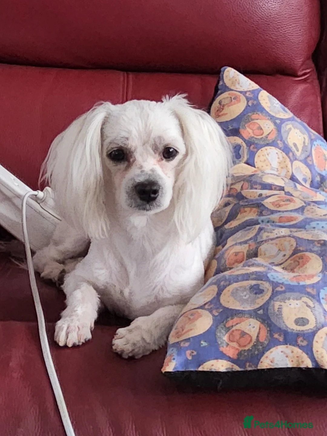 Gallery Image {{count}}