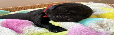 Labrador Retriever Puppy 7