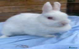 Netherland Dwarf rabbits for sale: Netherland dwarfs  - Image 9