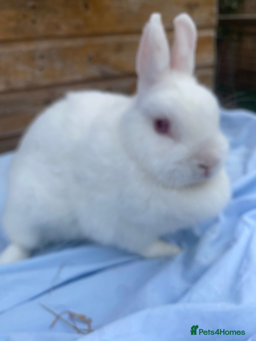 Netherland Dwarf rabbits for sale: Netherland dwarfs  - Image 9