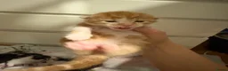 Domestic Shorthair cats for sale: Kittens for sale  - Advert 15