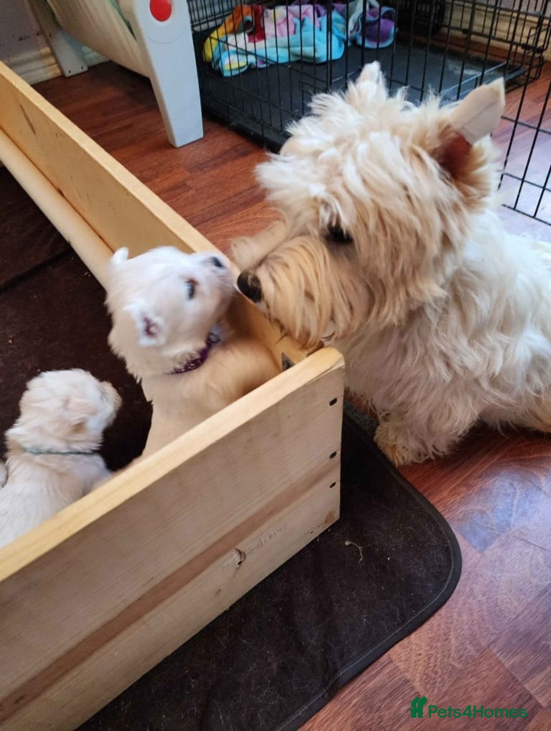 West Highland Terrier dogs for sale: Stunning West Highland puppies - Image 10