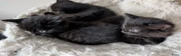 Mixed Breed cats for sale: Kittens and mum for free ready to go now - Advert 4
