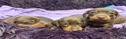 Miniature Dachshund dogs for sale: Miniature Dachshund puppies - Advert 3