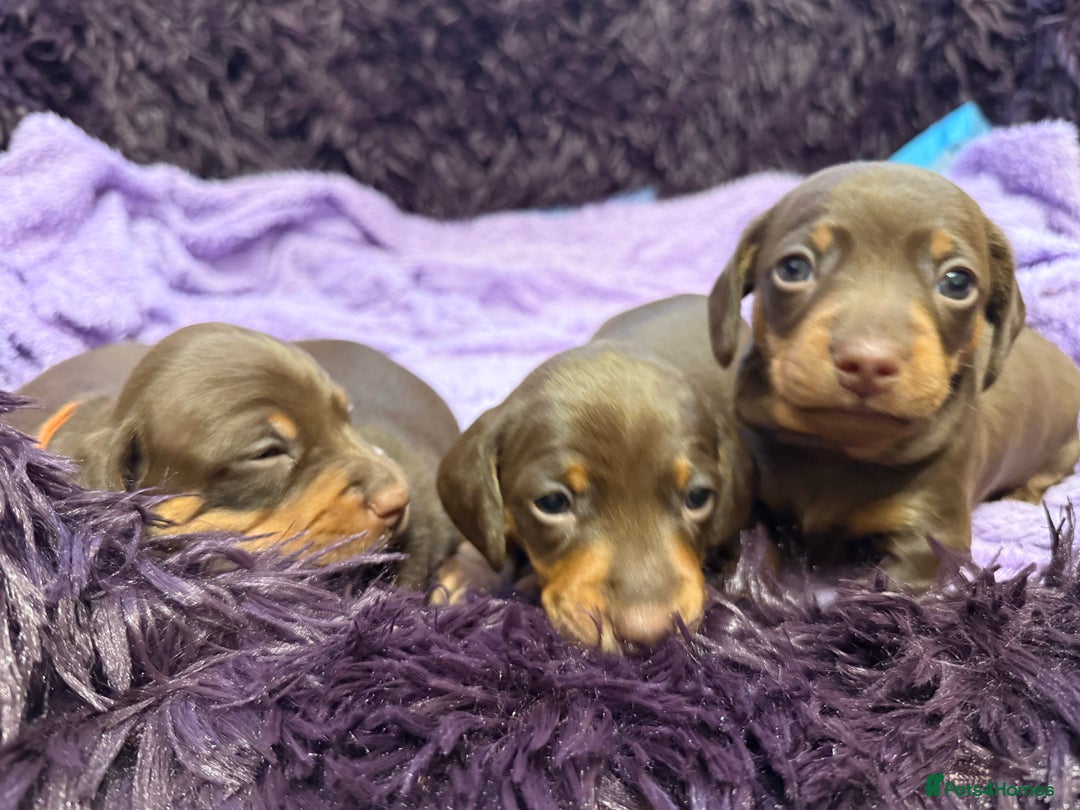 Miniature Dachshund dogs for sale: Miniature Dachshund puppies - Advert 3