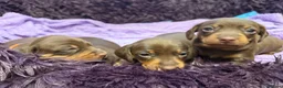 Miniature Dachshund dogs for sale: Miniature Dachshund puppies - Advert 8