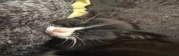Mixed Breed cats for sale: Male kitten for sale in Enfield - Advert 3