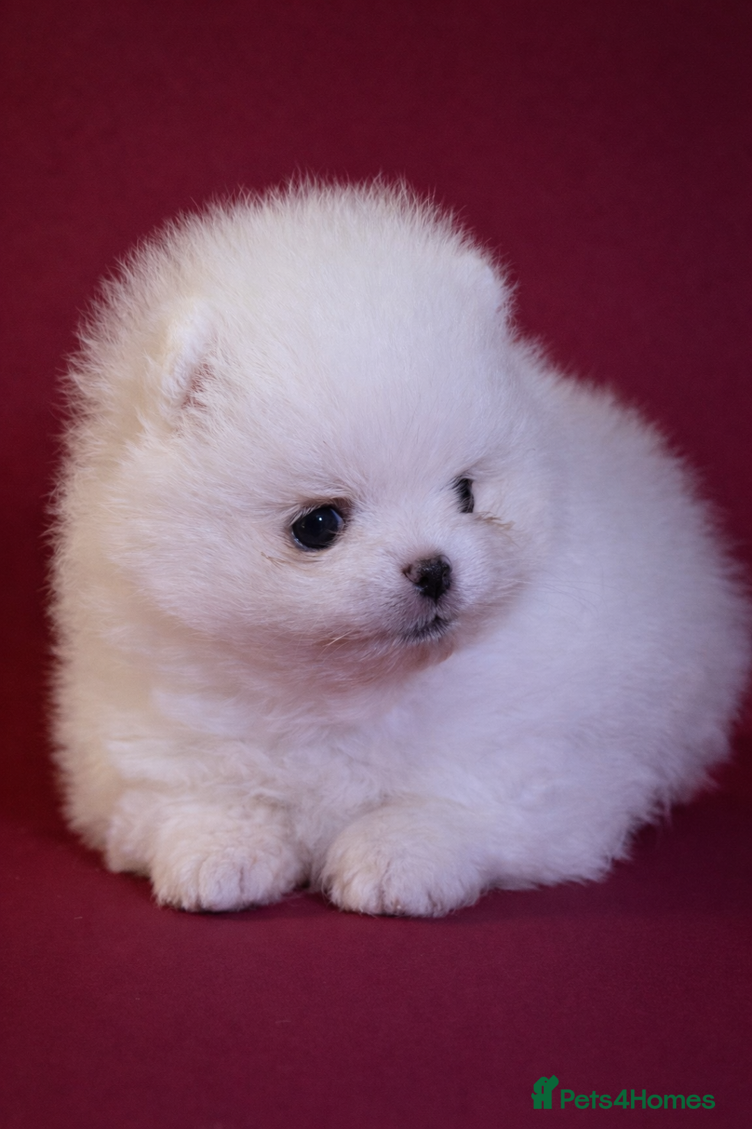 Pomeranian dogs for sale: KC Registered, Teddy bear face , tiny Pomeranians  - Advert 10