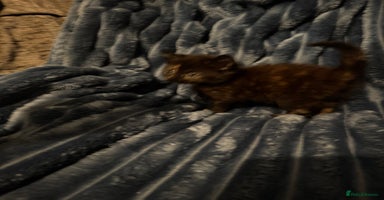 Domestic Shorthair cats Beautiful kittens - Advert 12