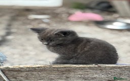 Mixed Breed cats for sale: Gorgeous Kittens Available Now 3 Of them  - Image 8
