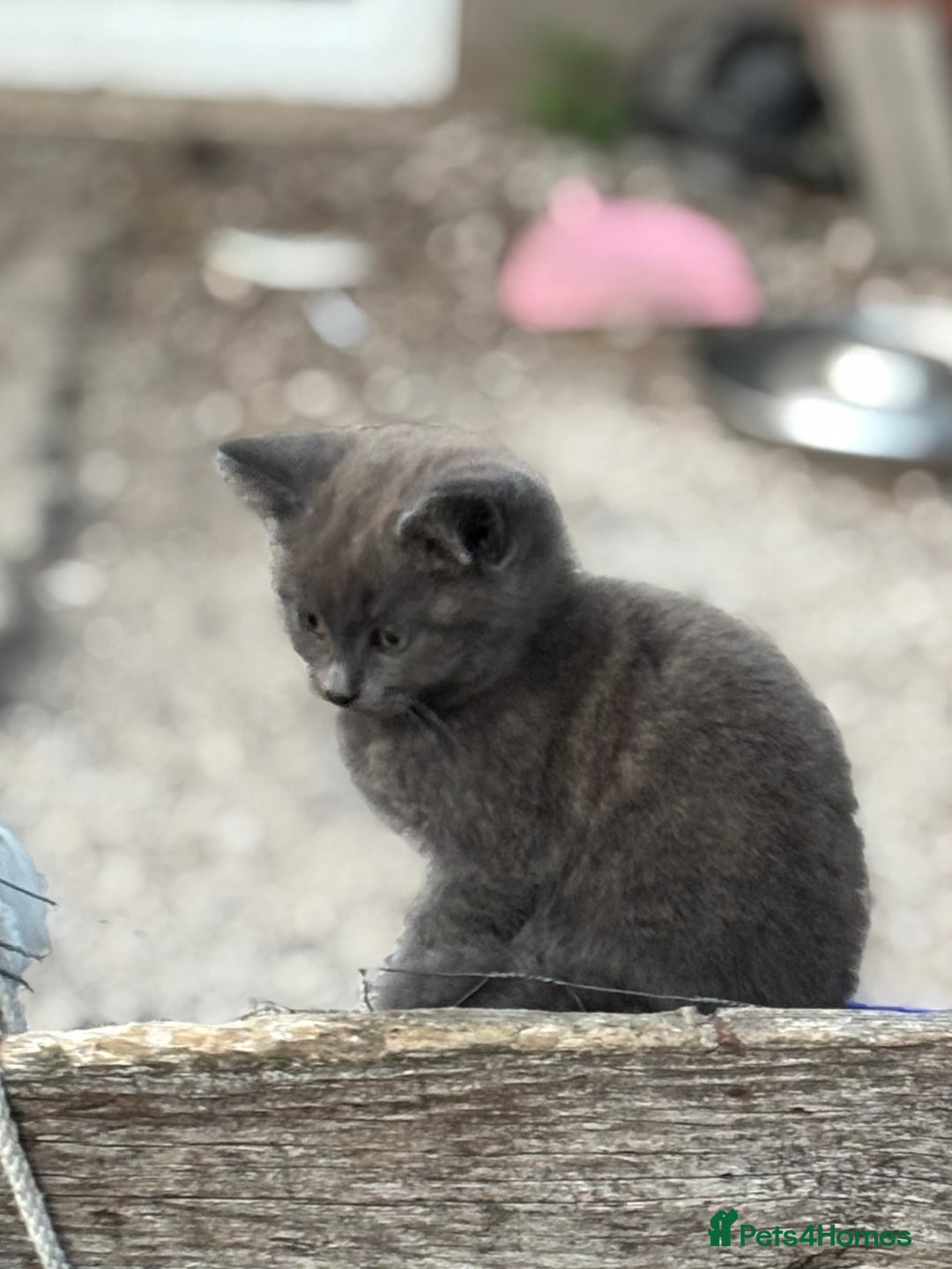 Mixed Breed cats for sale: Gorgeous Kittens Available Now 3 Of them  - Image 8