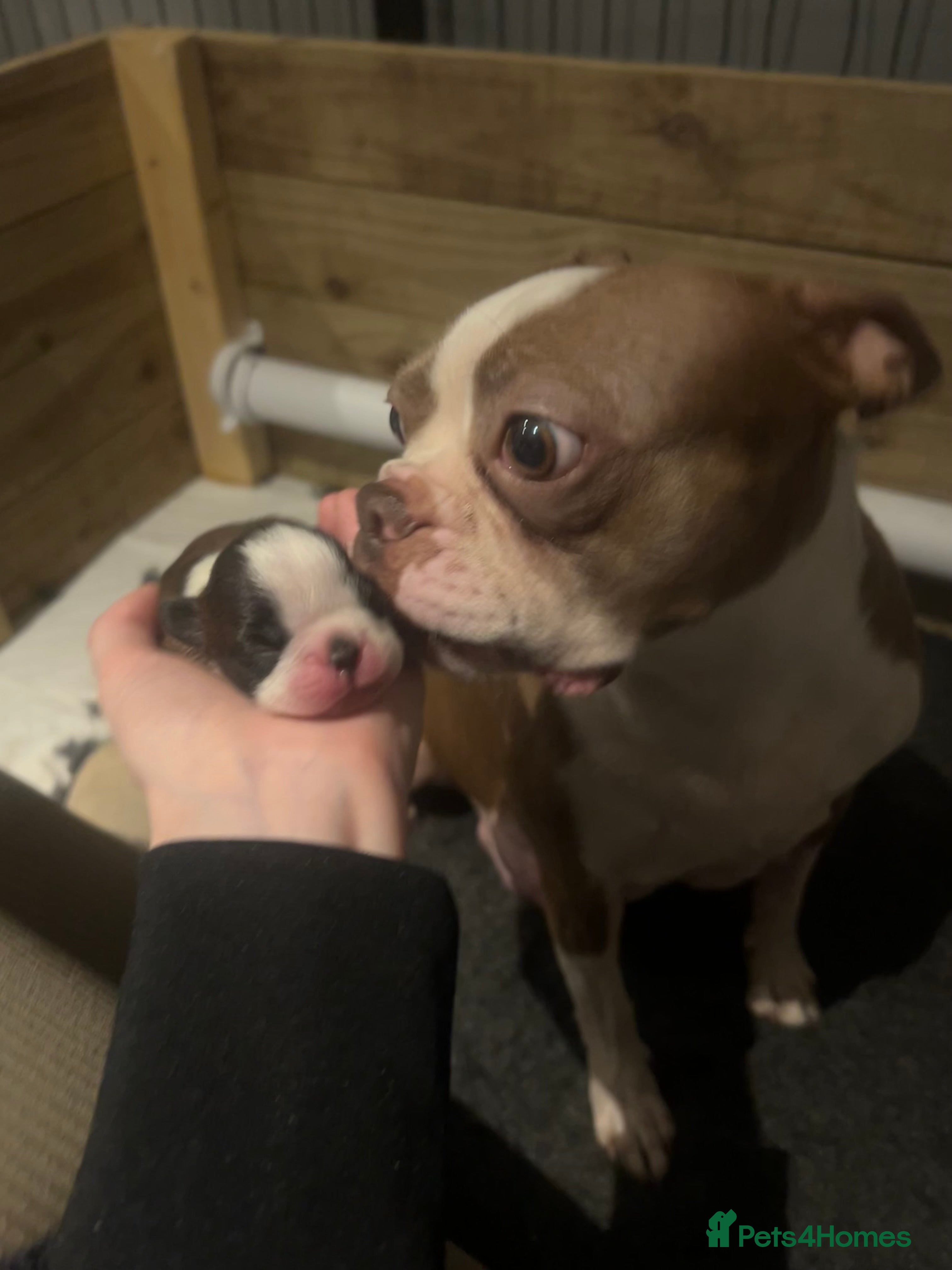 Boston Terrier dogs Willow’s Lovely Puppies 🐾 - Advert 12
