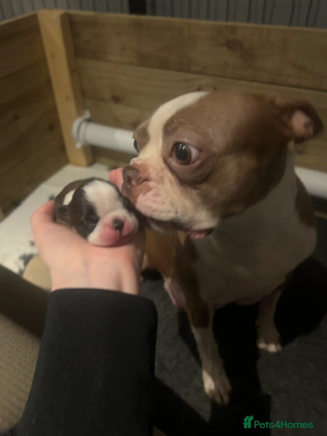 Boston Terrier dogs for sale: Willow’s Lovely Puppies 🐾 - Advert 4