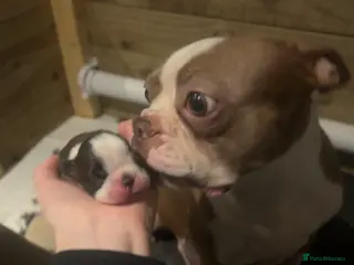 Boston Terrier dogs Willow’s Lovely Puppies 🐾 - Advert 12