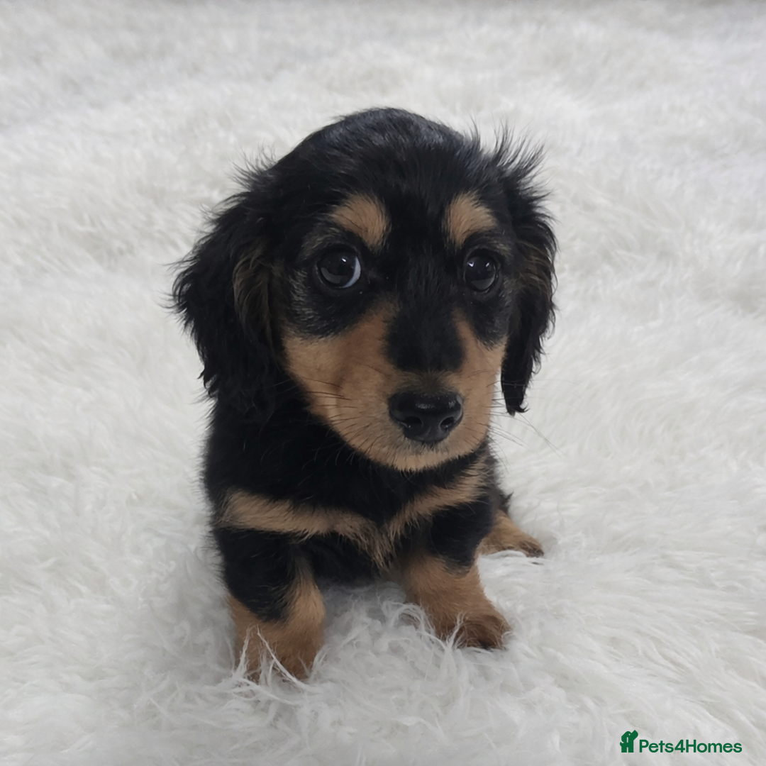 Miniature Dachshund dogs for sale: Long hair Black & cream Boy. KC - Advert 1