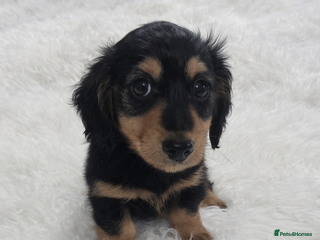 Miniature Dachshund dogs Long hair Black & cream Boy. KC - Advert 5