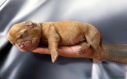 Dogue De Bordeaux dogs for sale: KC reg Dogue de Bordeaux puppies  - Image 13