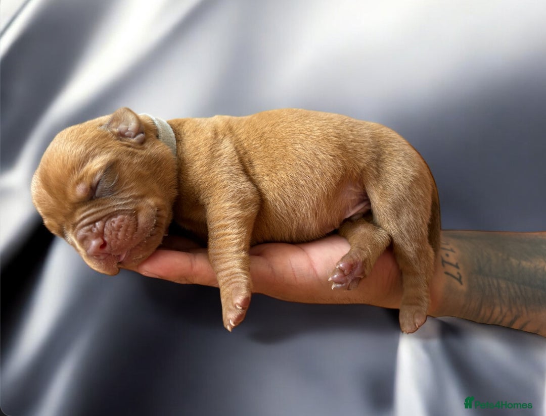 Dogue De Bordeaux dogs for sale: KC reg Dogue de Bordeaux puppies  - Image 13