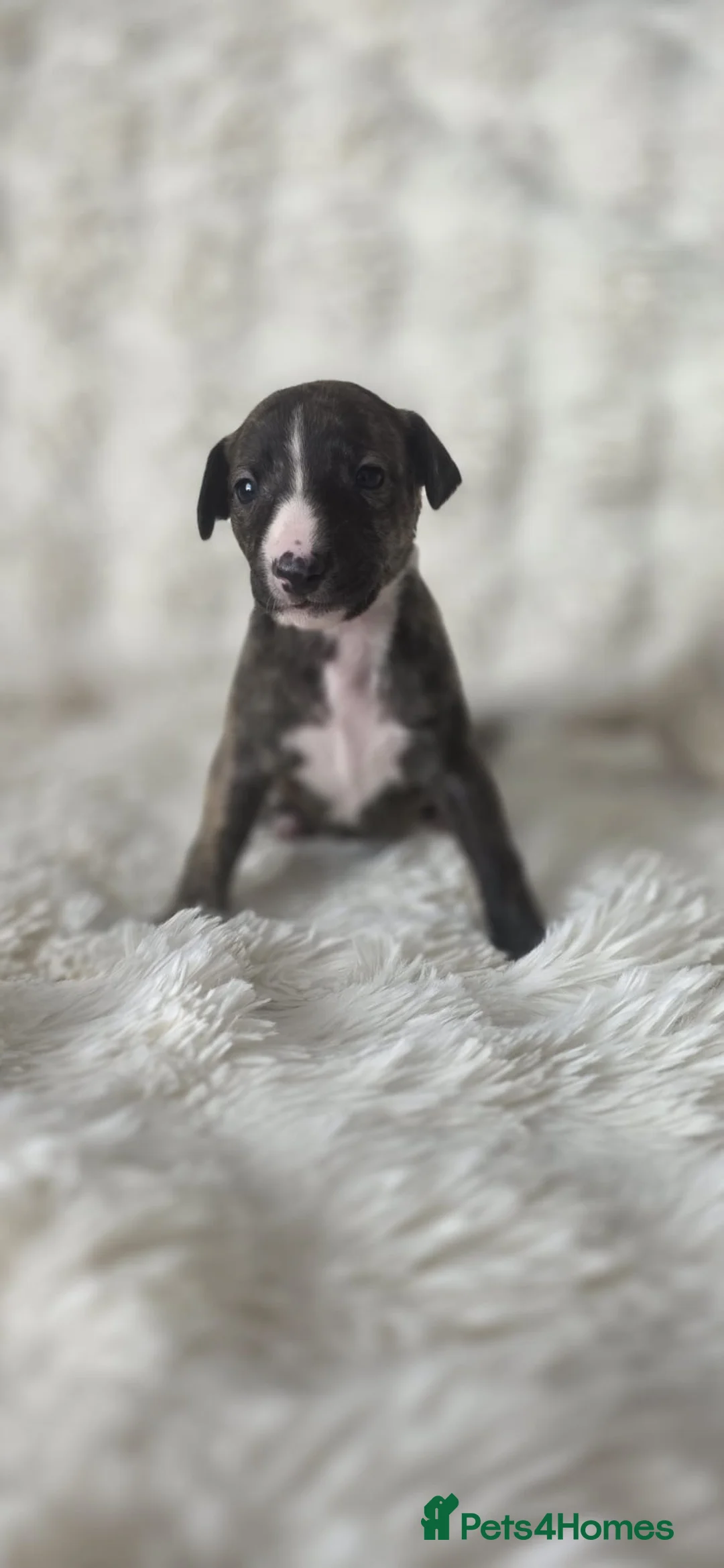 Whippet dogs for sale: Pure breed whippet in Filey - Advert 2