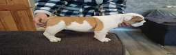 English Bulldog dogs for sale: Bulldog pups  - Advert 6