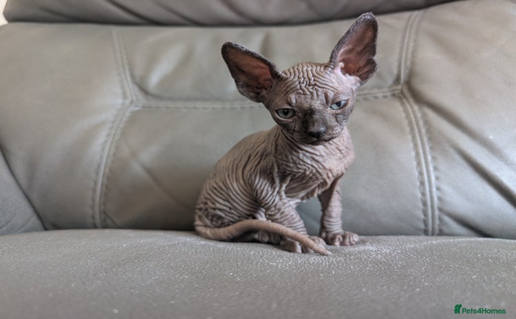 Sphynx cats Sphynx kittens - Advert 2